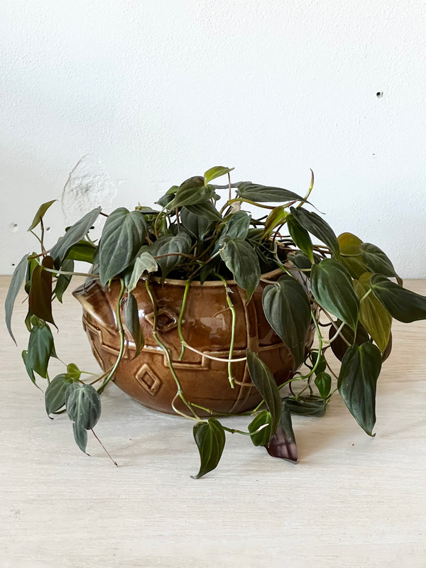 Philodendron Micans in Vintage Pot
