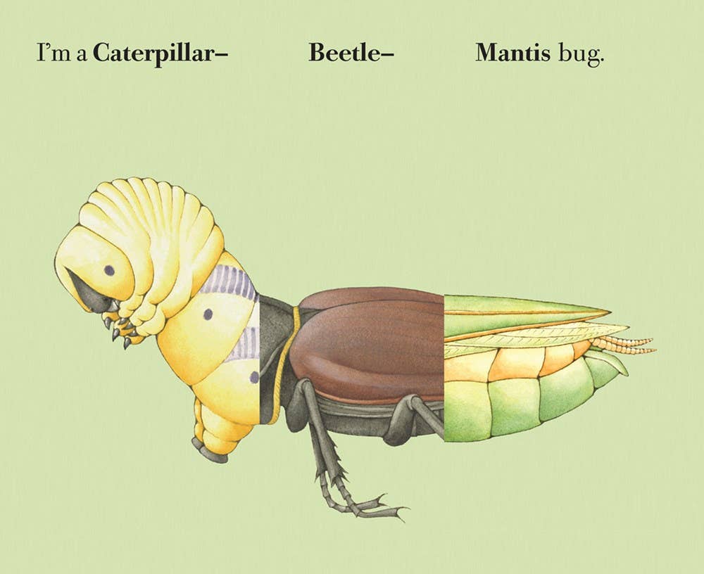 Build-A-Bug Board Book