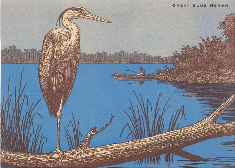 Great Blue Heron Perched on Log Postcard