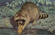Postcard Raccoon Washing Corn