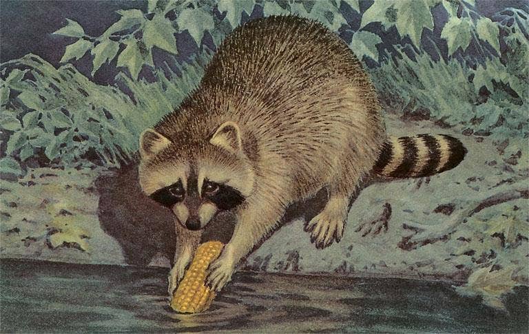 Postcard Raccoon Washing Corn