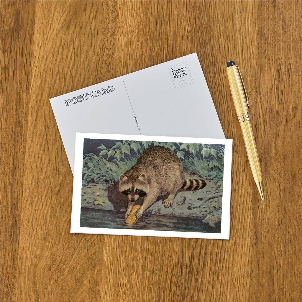 Postcard Raccoon Washing Corn