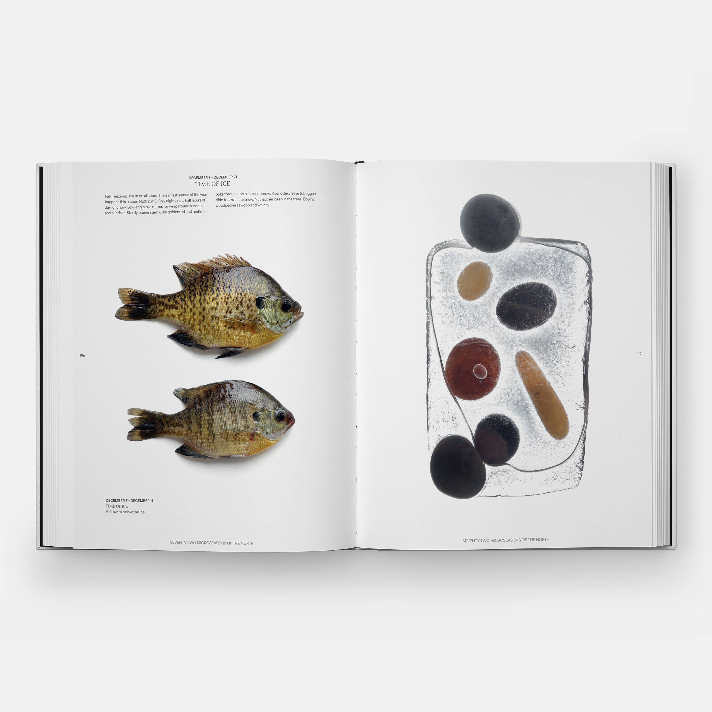 STILL: The Art of Noticing