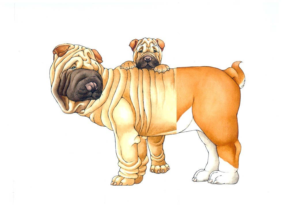 Mix-a-Mutt: Make Your Own Wacky Canine!: Board Book