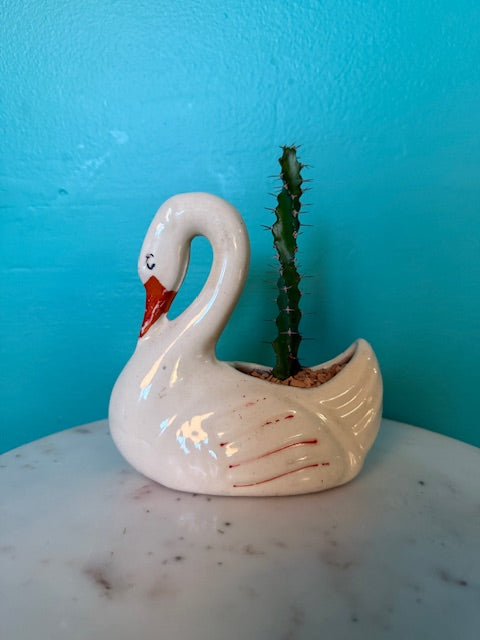 Euphorbia Grandidens in Small Swan Planter