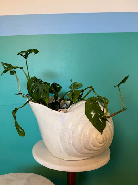 Monstera Adasonii in Large White Conch Shell Planter