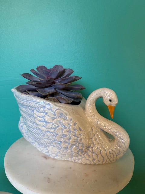 Ghost Echeveria Succulent in Large Swan Planter