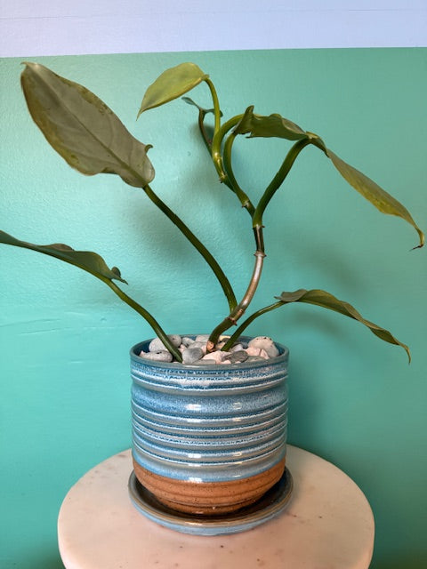 Philodendron Silver Sword in Blue Pottery