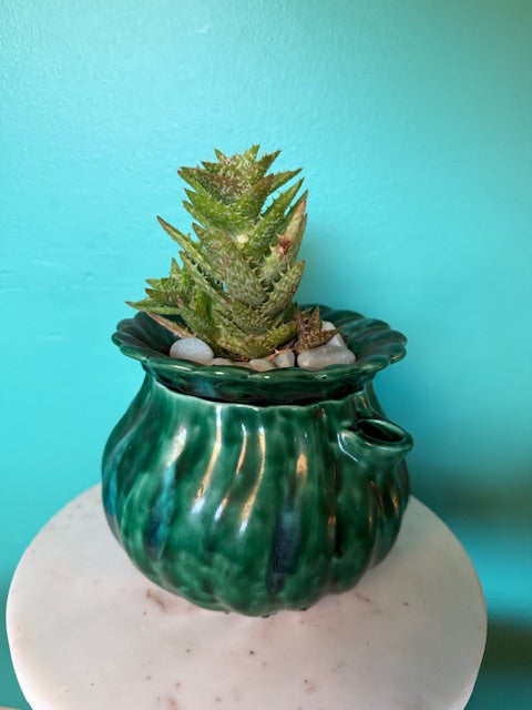 Tiger Tooth Aloe in African Violet Pot