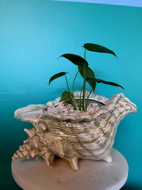 Syngonium Macrophylumm in Conch Shell Planter