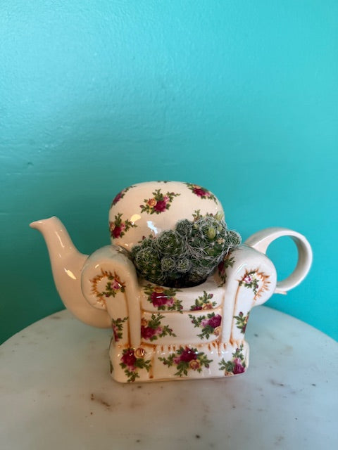 Thimble Cactus in Armchair Teapot Planter