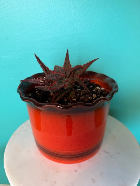 Christmas Sleigh Aloe in Orange Planter