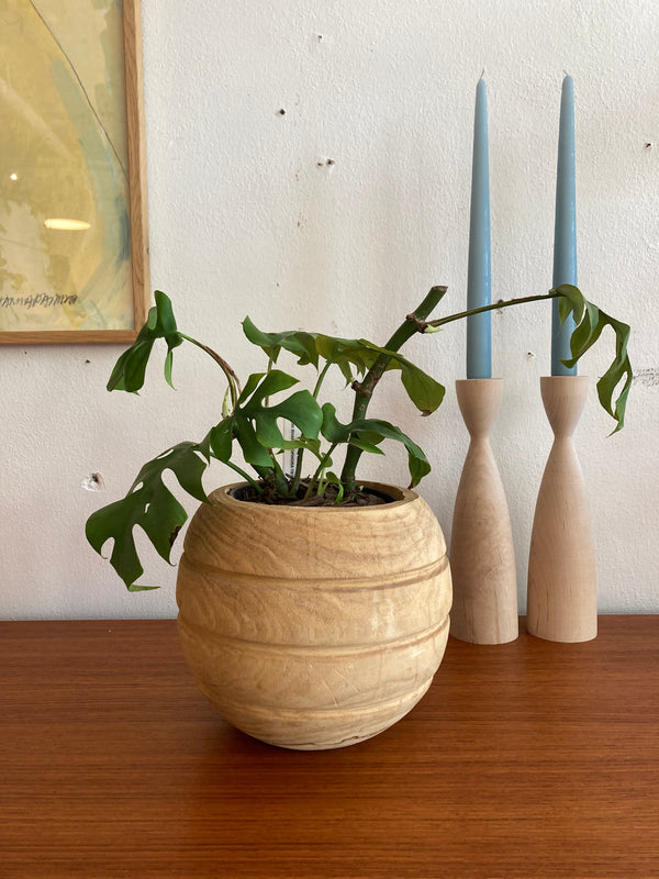 Rhaphidophora Tetrasperma in Vintage Pot