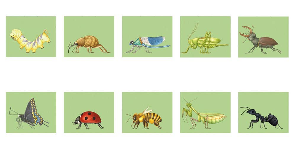 Build-A-Bug Board Book