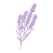 All Purpose Surface Cleaner: Lavender Bloom